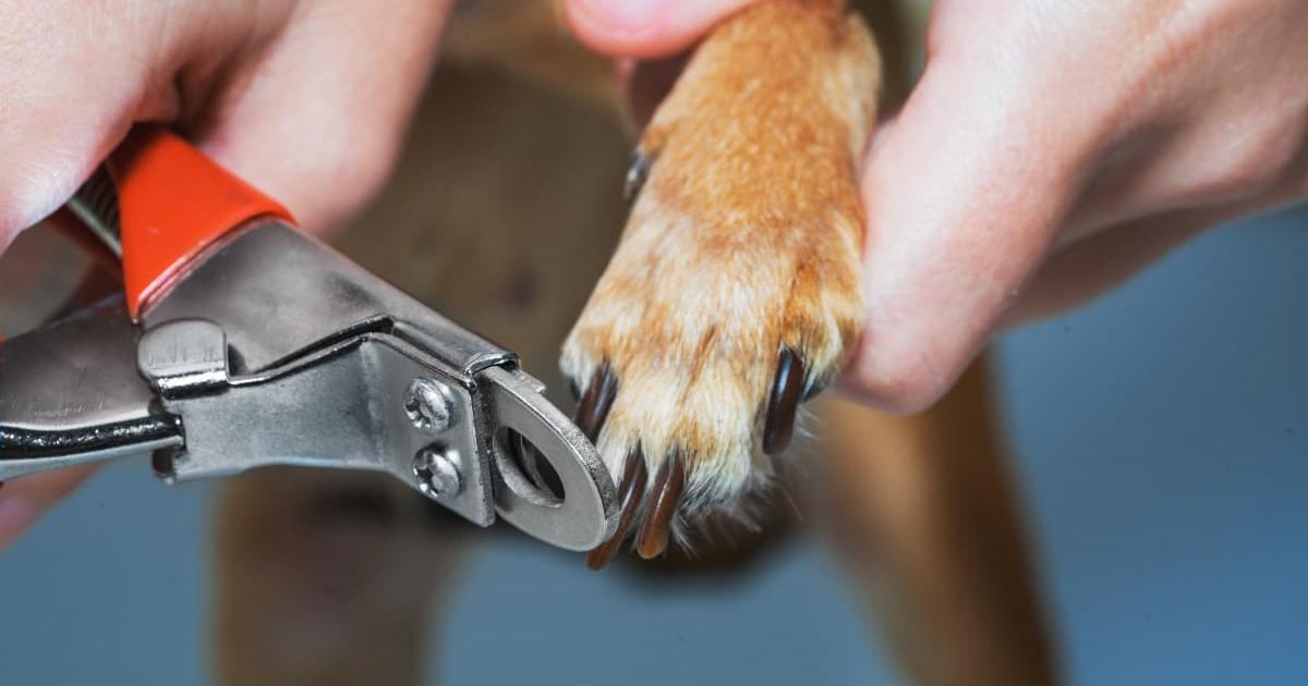 Como Cortar Unha de Cachorro: Guia Completo para Manter a Saúde do seu Pet