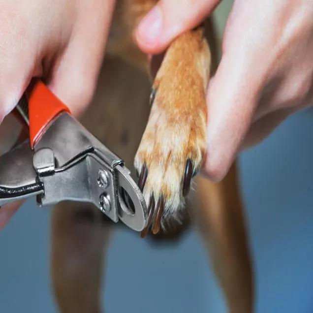 Como Cortar Unha de Cachorro: Guia Completo para Manter a Saúde do seu Pet