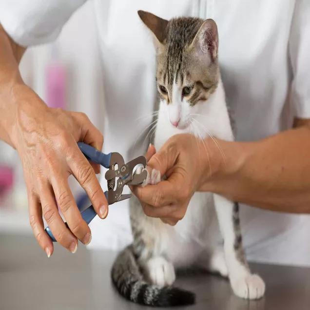 Quando Cortar as Unhas do Gato e Como Fazer Isso Corretamente?