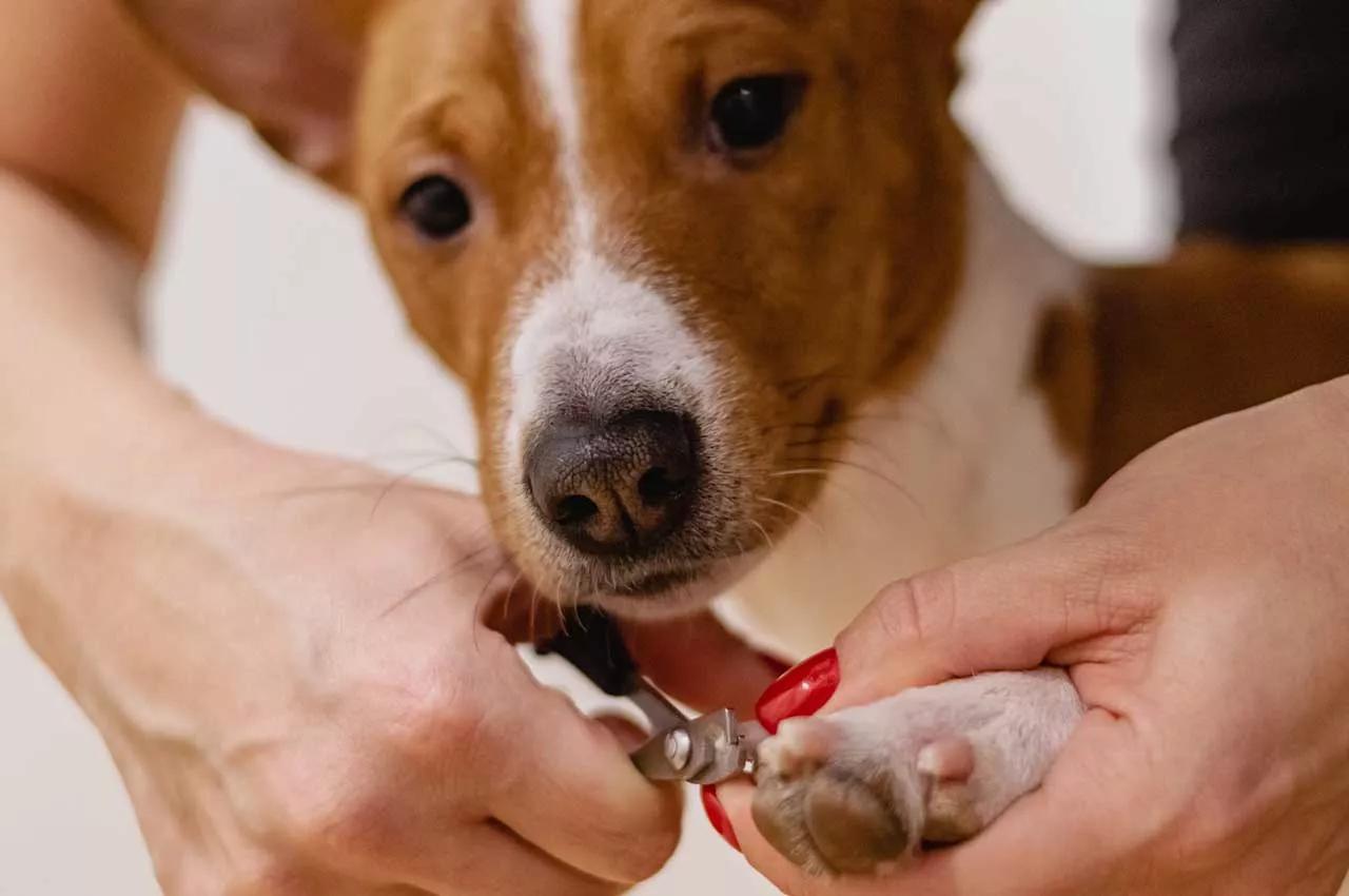 Segurança e Higiene: Como cortar as unhas do seu cachorro em casa sem estresse.