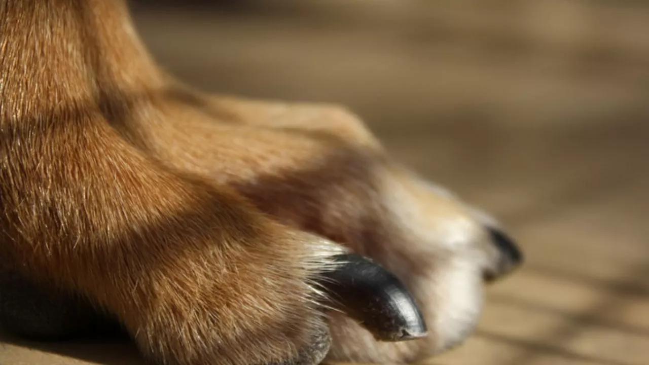 Hora da Manicure Canina: Aprenda a cortar as unhas do seu pet com segurança e carinho.