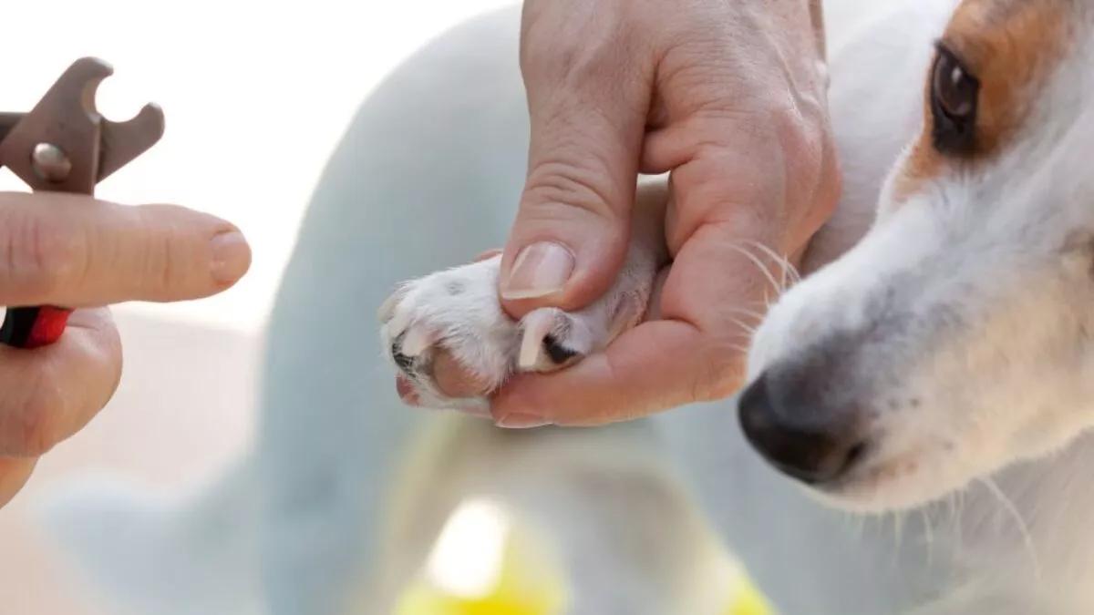 Cuidados Essenciais: Mantendo as unhas do seu cachorro aparadas para garantir sua saúde e bem-estar!