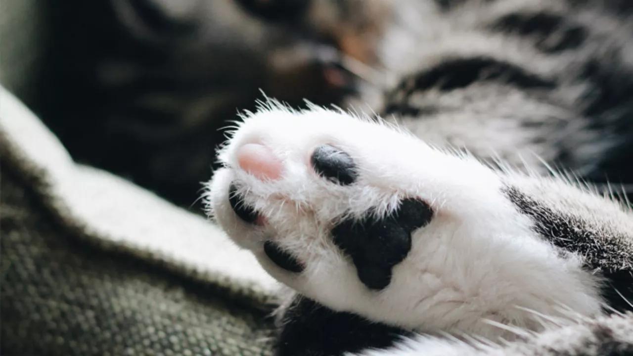 Entre saltos e escaladas, a vida de um felino é pura adrenalina!