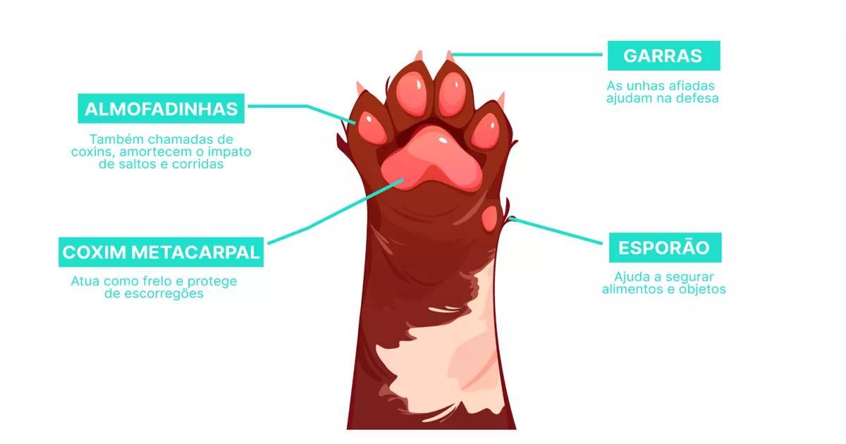 Mesmo com essas dicas, se você ainda sentir dificuldades, peça ajuda a um veterinário ou vá a um pet shop que oferece banho e tosa.